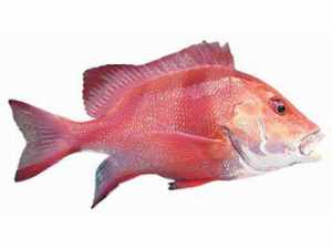 WHOLE FISH