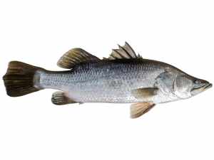 WHOLE FISH - BARRA