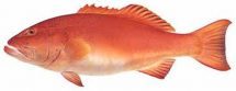 WHOLE FISH-CORAL TROUT
