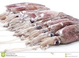 FRESH SQUID