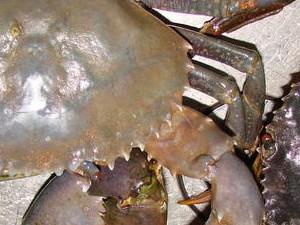 MUD CRAB - GREEN