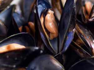 MUSSELS