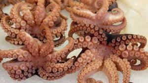 OCTOPUS