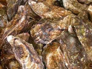 UNOPENED PACIFIC OYSTERS