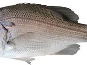 WHOLE FISH-PEARL PERCH