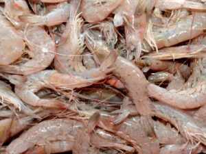 SCHOOL PRAWNS