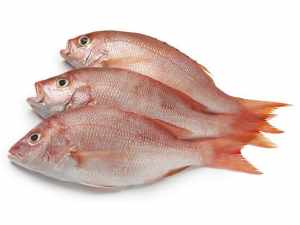 WHOLE FISH - LOCAL SNAPPER