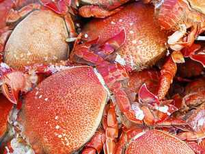 LARGE SPANNER CRAB